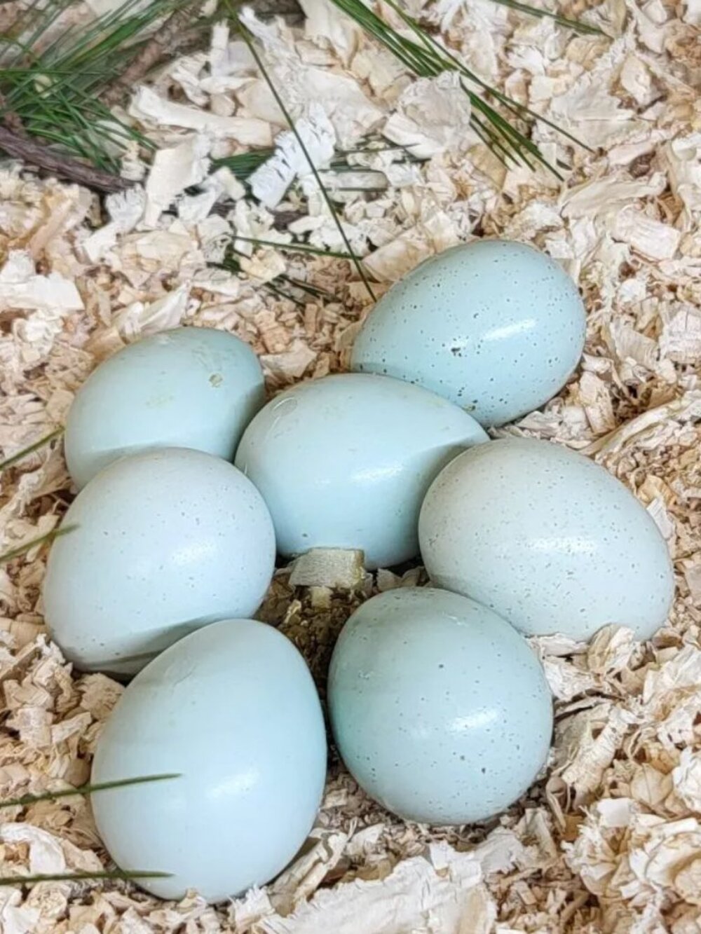 Celadon Coturnix True Blue Quail Hatching Eggs One Dozen, Celadon Quail Eggs